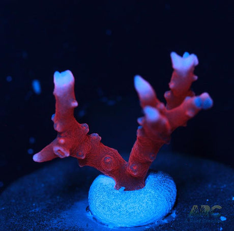 JF TNT Anacropora
