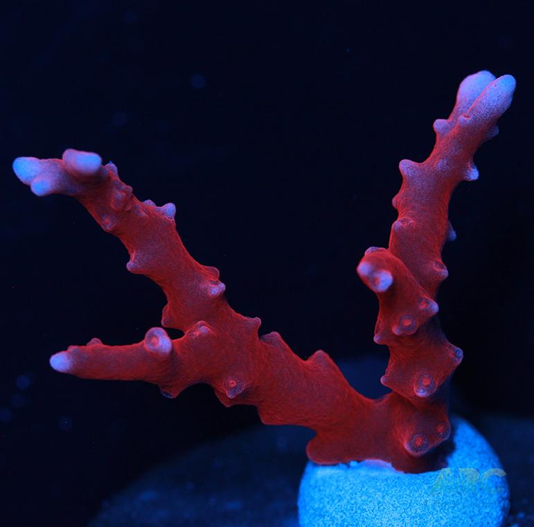 JF TNT Anacropora