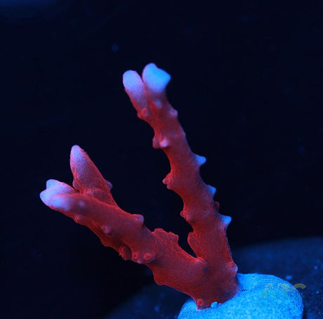 JF TNT Anacropora