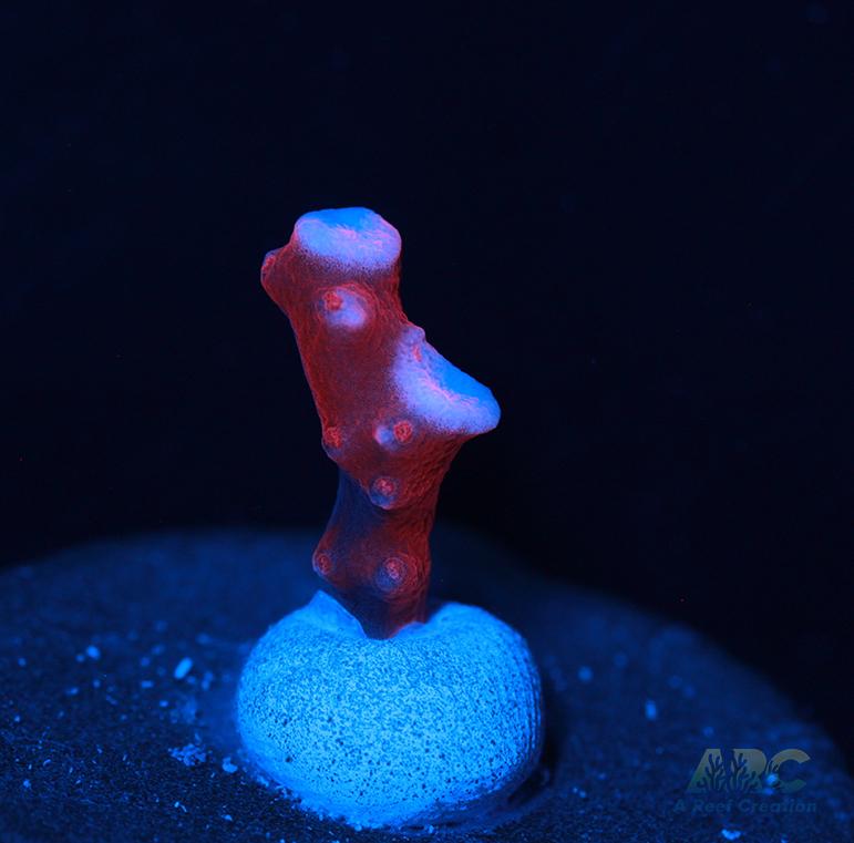 JF TNT Anacropora