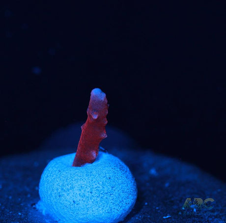 JF TNT Anacropora