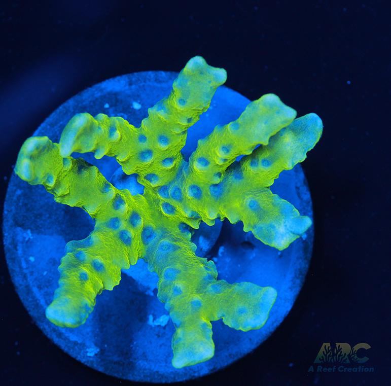 Green Goblin Anacropora