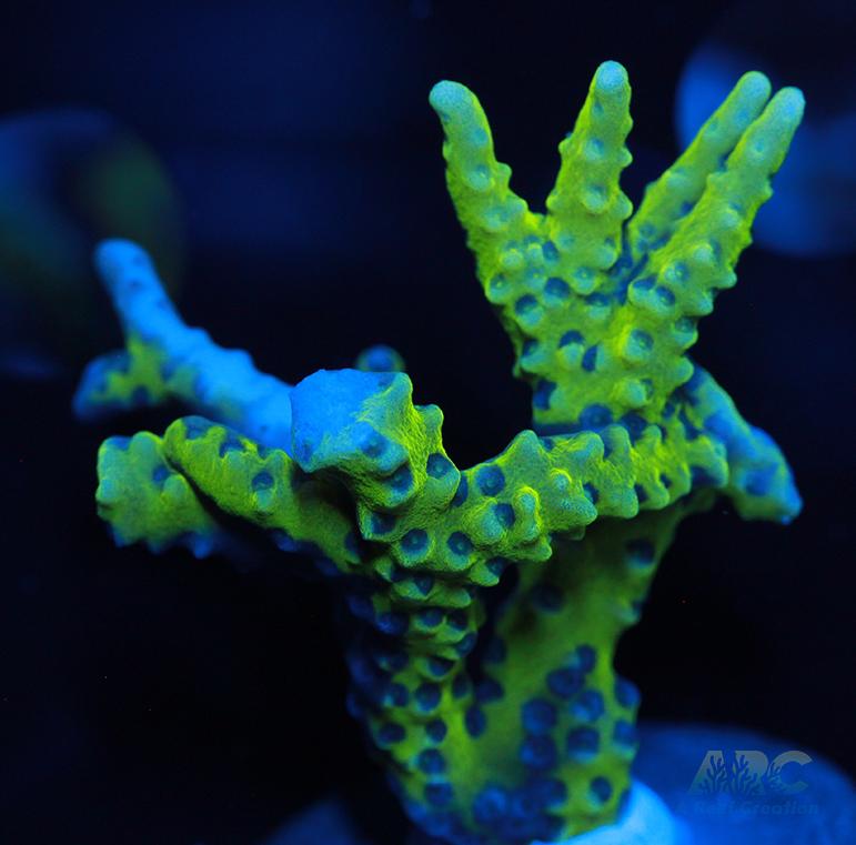 Green Goblin Anacropora