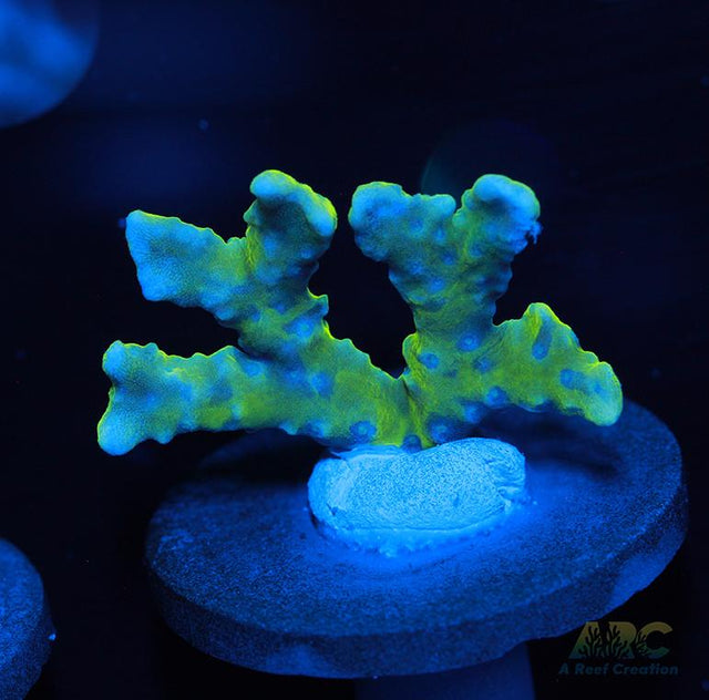 Green Goblin Anacropora