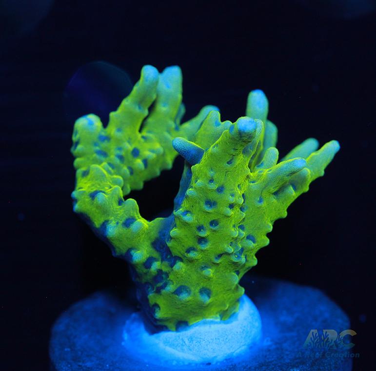 Green Goblin Anacropora