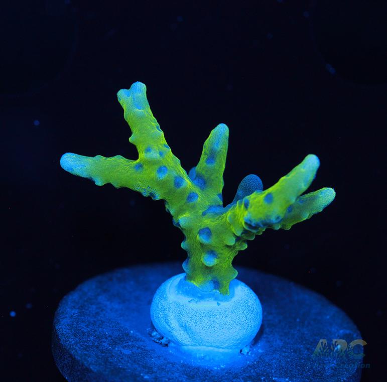 Green Goblin Anacropora