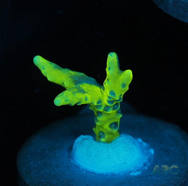 Green Goblin Anacropora