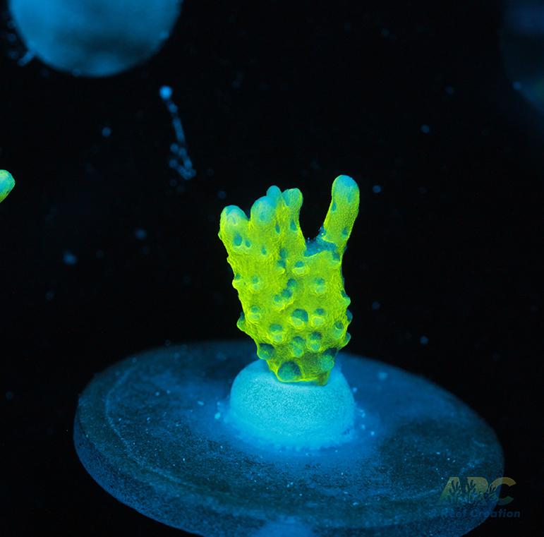 Green Goblin Anacropora