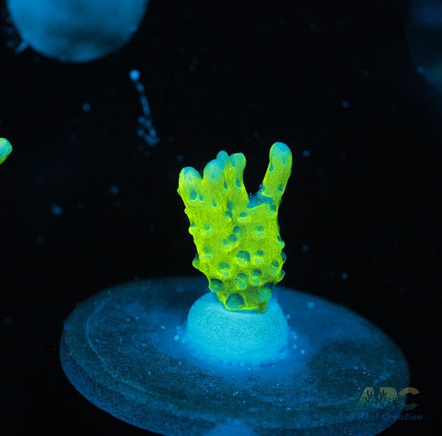 Green Goblin Anacropora