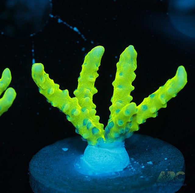 Green Goblin Anacropora