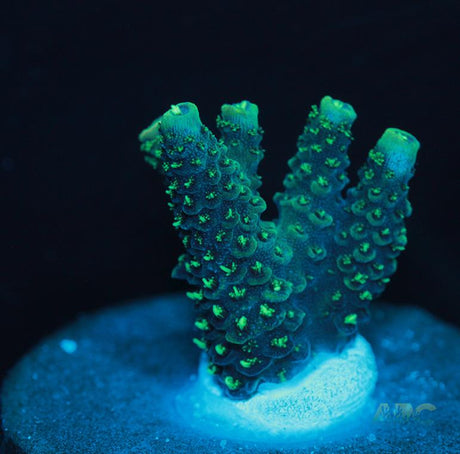 Neon Green Milli