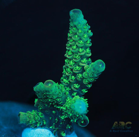 Neon Green Milli