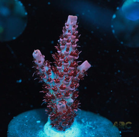 ORA Red Planet