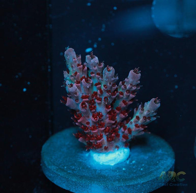 ORA Red Planet