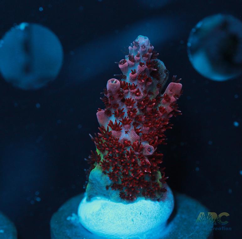 ORA Red Planet