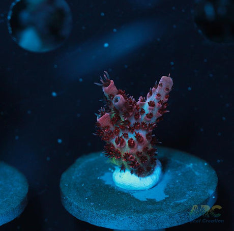 ORA Red Planet