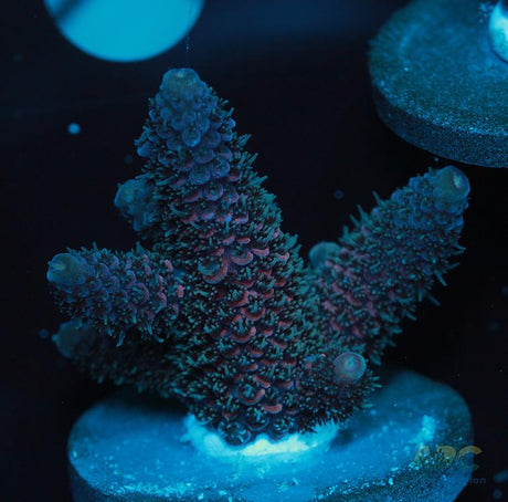 Blue and Pink Spath