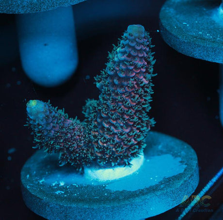 Blue and Pink Spath