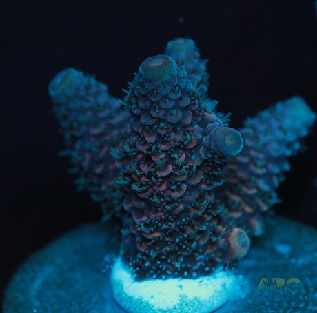 Blue and Pink Spath