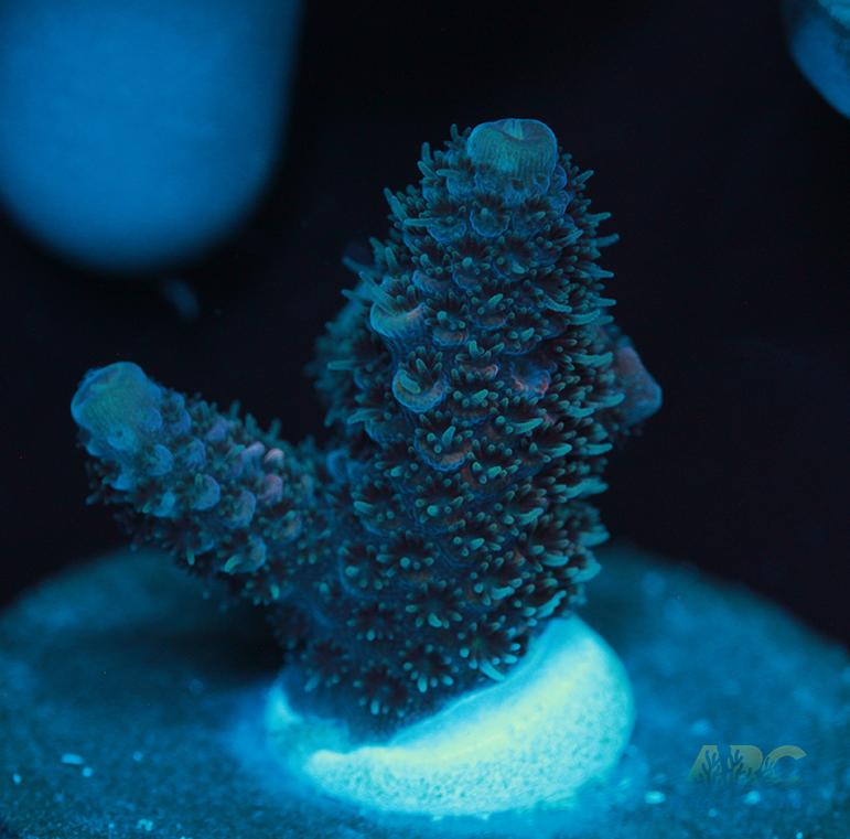 Blue and Pink Spath