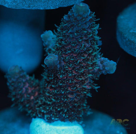 Blue and Pink Spath