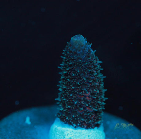 Blue and Pink Spath