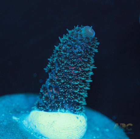 Blue and Pink Spath