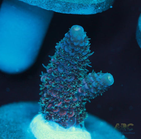 Blue and Pink Spath