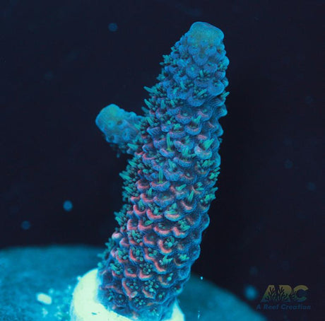 Blue and Pink Spath