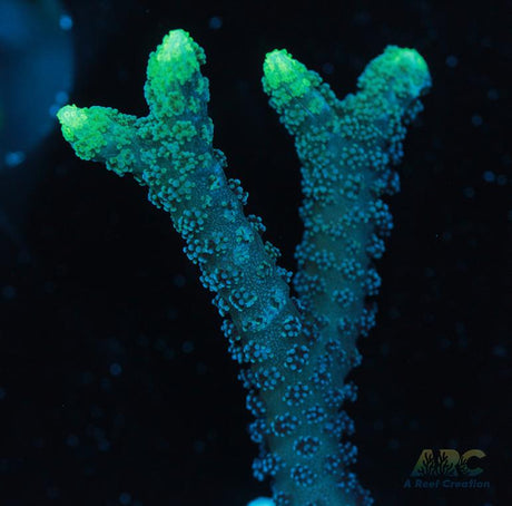 ORA Neon Green Birdsnest