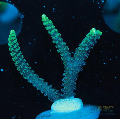 ORA Neon Green Birdsnest