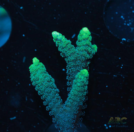 ORA Neon Green Birdsnest