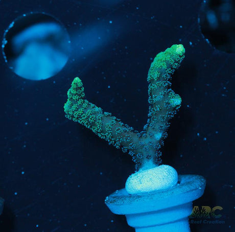 ORA Neon Green Birdsnest
