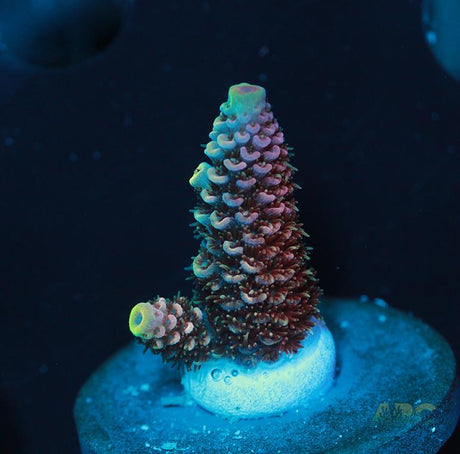 ARC Strawberry Spath