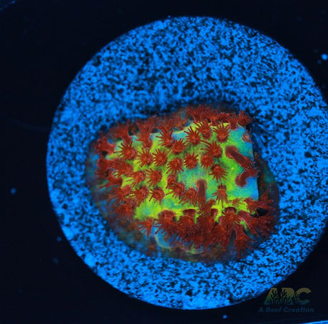 JF Burning Banana Stylo