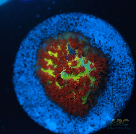 JF Burning Banana Stylo