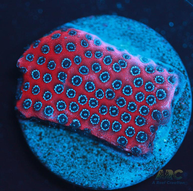 Darth Maul porites