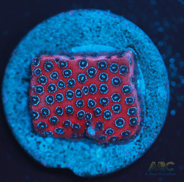 Darth Maul porites