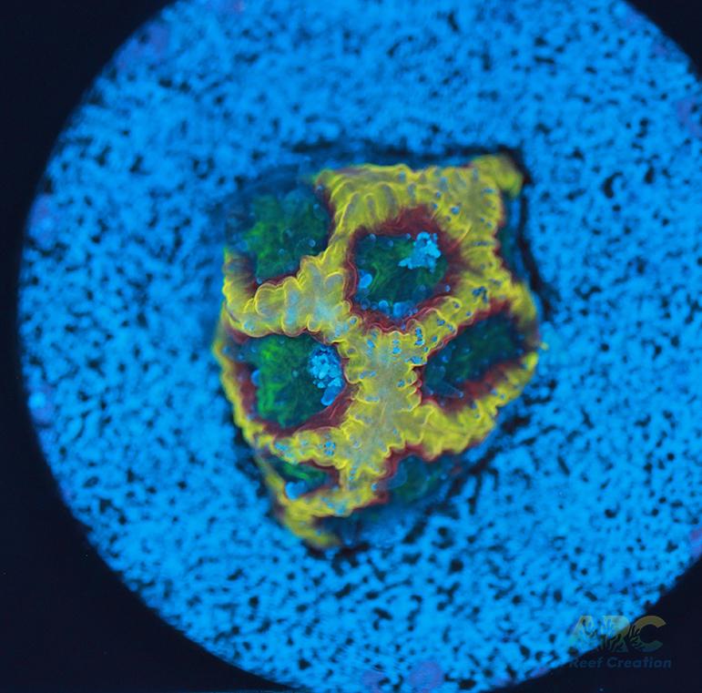 ARC Pacman Favia