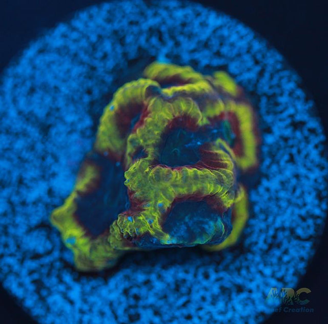 ARC Pacman Favia