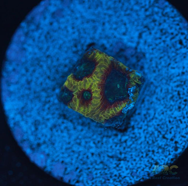 ARC Pacman Favia