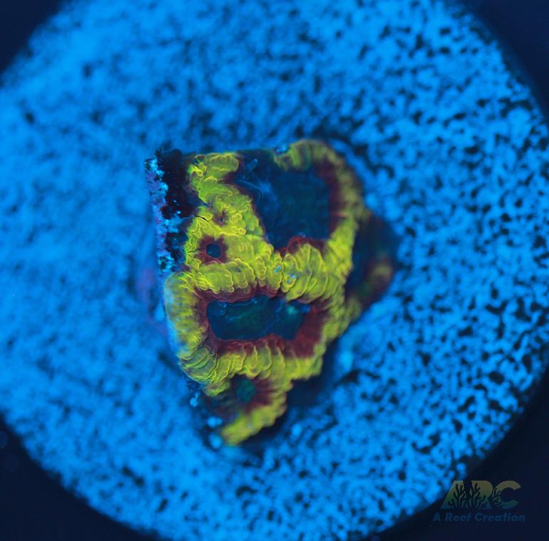 ARC Pacman Favia