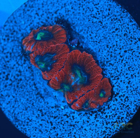 ARC Red Ring Micro