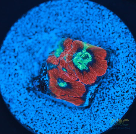 ARC Red Ring Micro