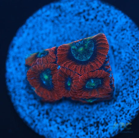 ARC Red Ring Micro
