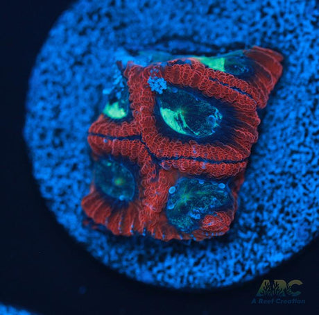 ARC Red Ring Micro