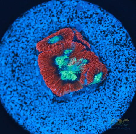 ARC Red Ring Micro