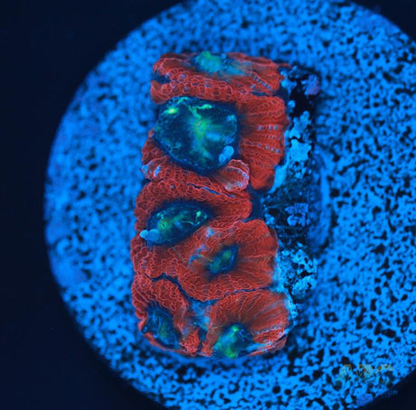 ARC Red Ring Micro