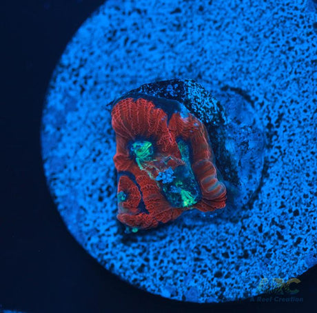 ARC Red Ring Micro
