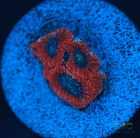 ARC Red Ring Micro